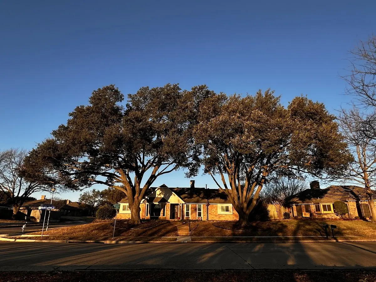 Established residential canopy tree shading a home in Crystal Bay